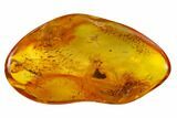 Detailed Fossil Dance Fly (Empididae) In Baltic Amber #170088-1